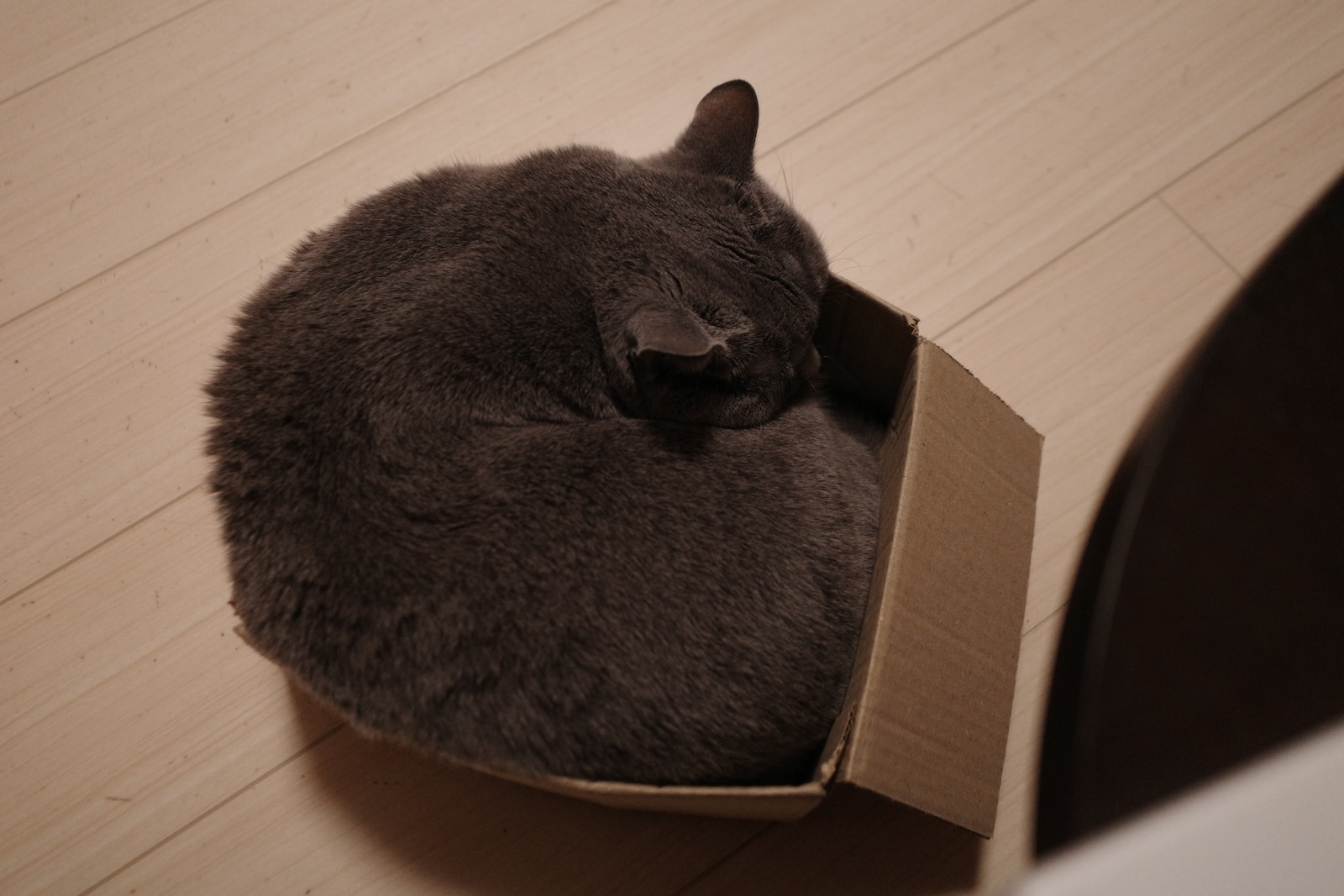 梅ちゃん
