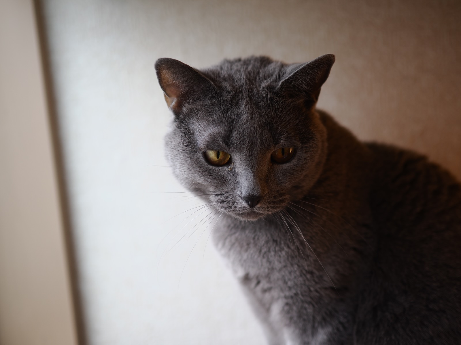 速写