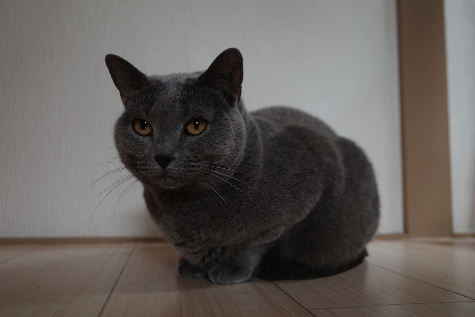 梅ちゃん