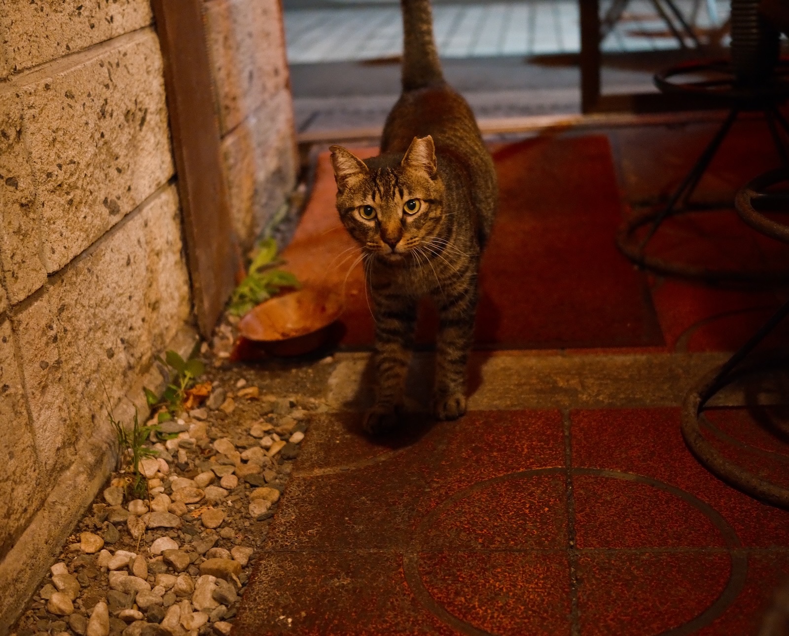 猫！