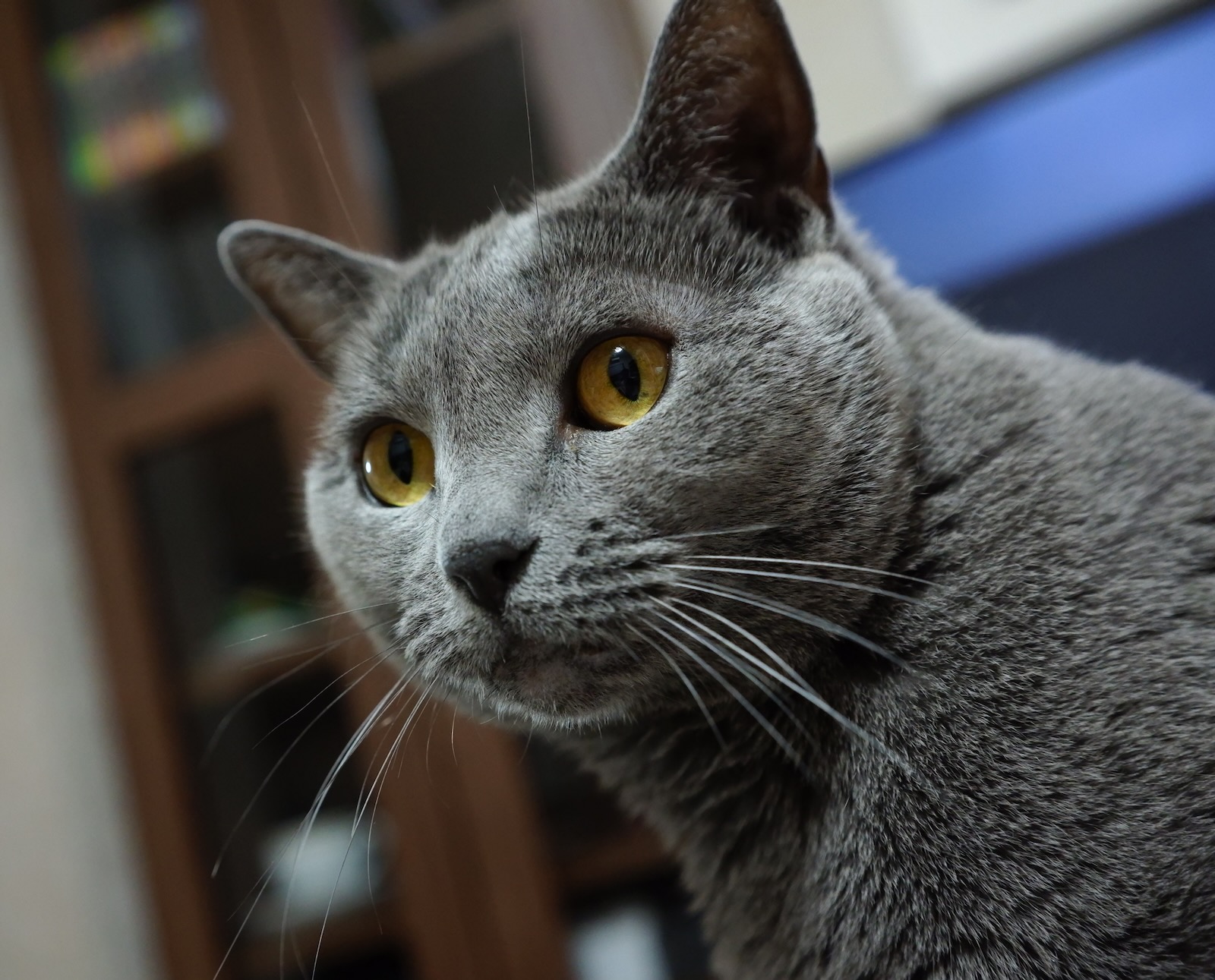 速写