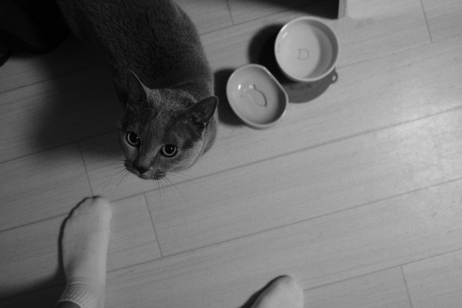 速写