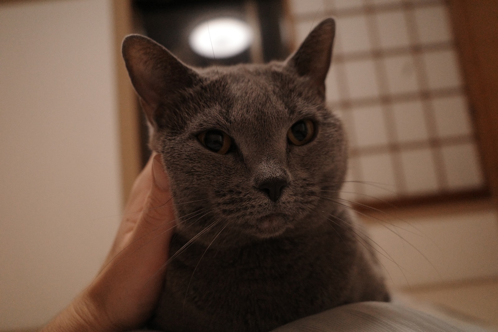 梅ちゃん