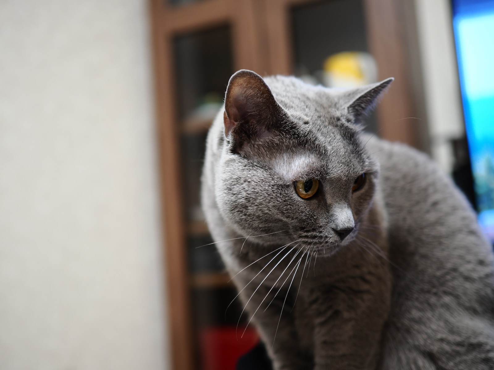 速写