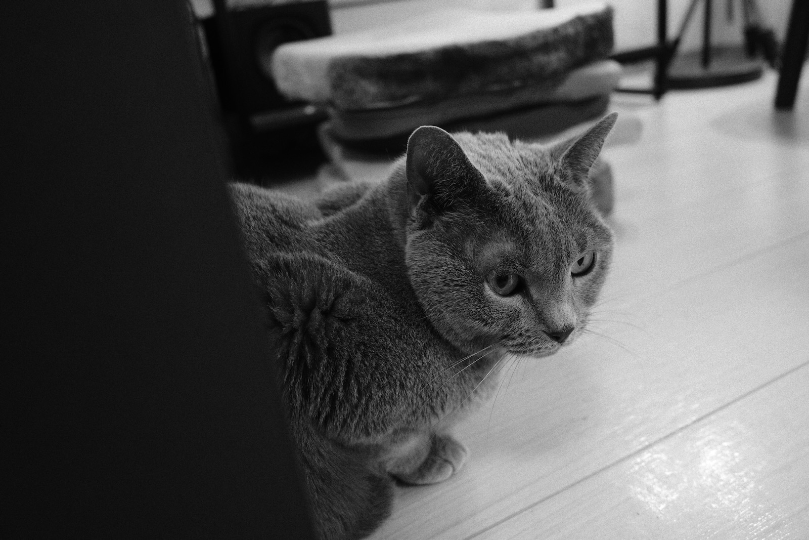 梅ちゃん