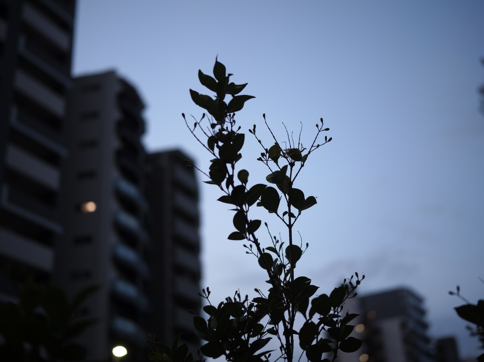 散歩