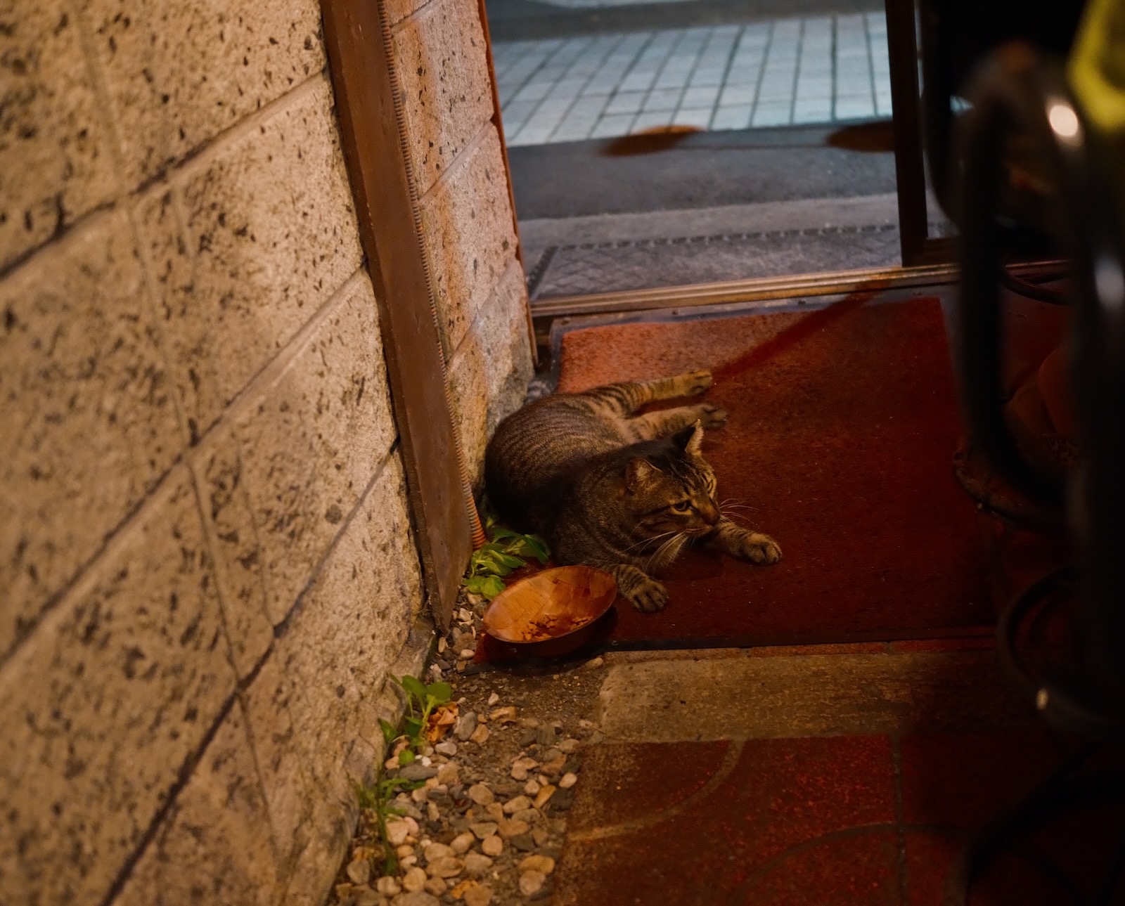 猫！