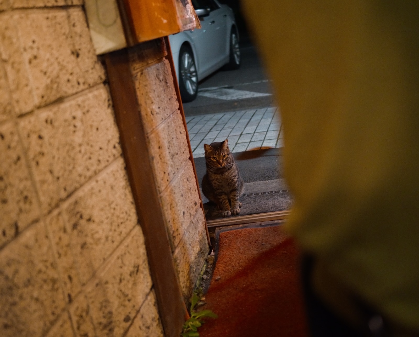 猫！