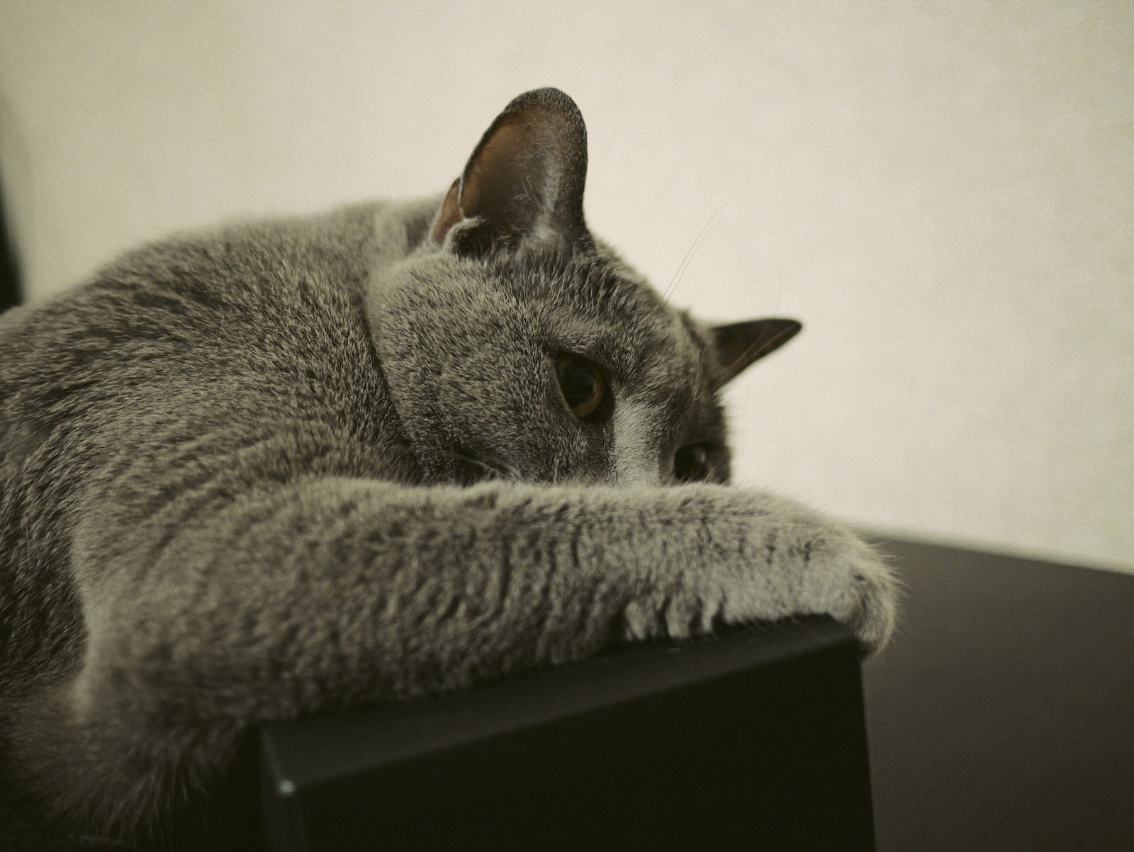 梅ちゃん
