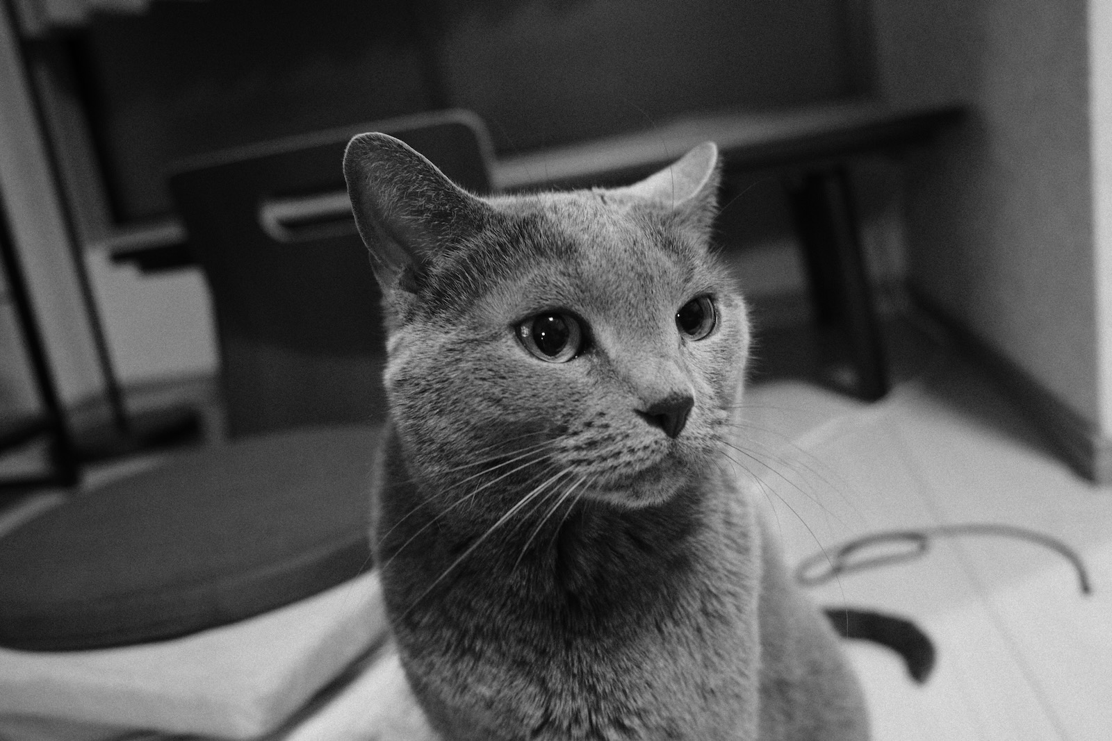 速写
