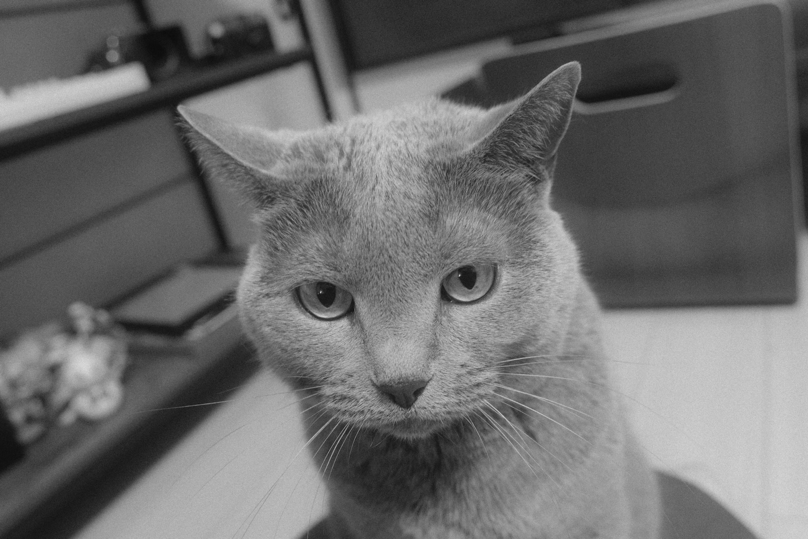 速写