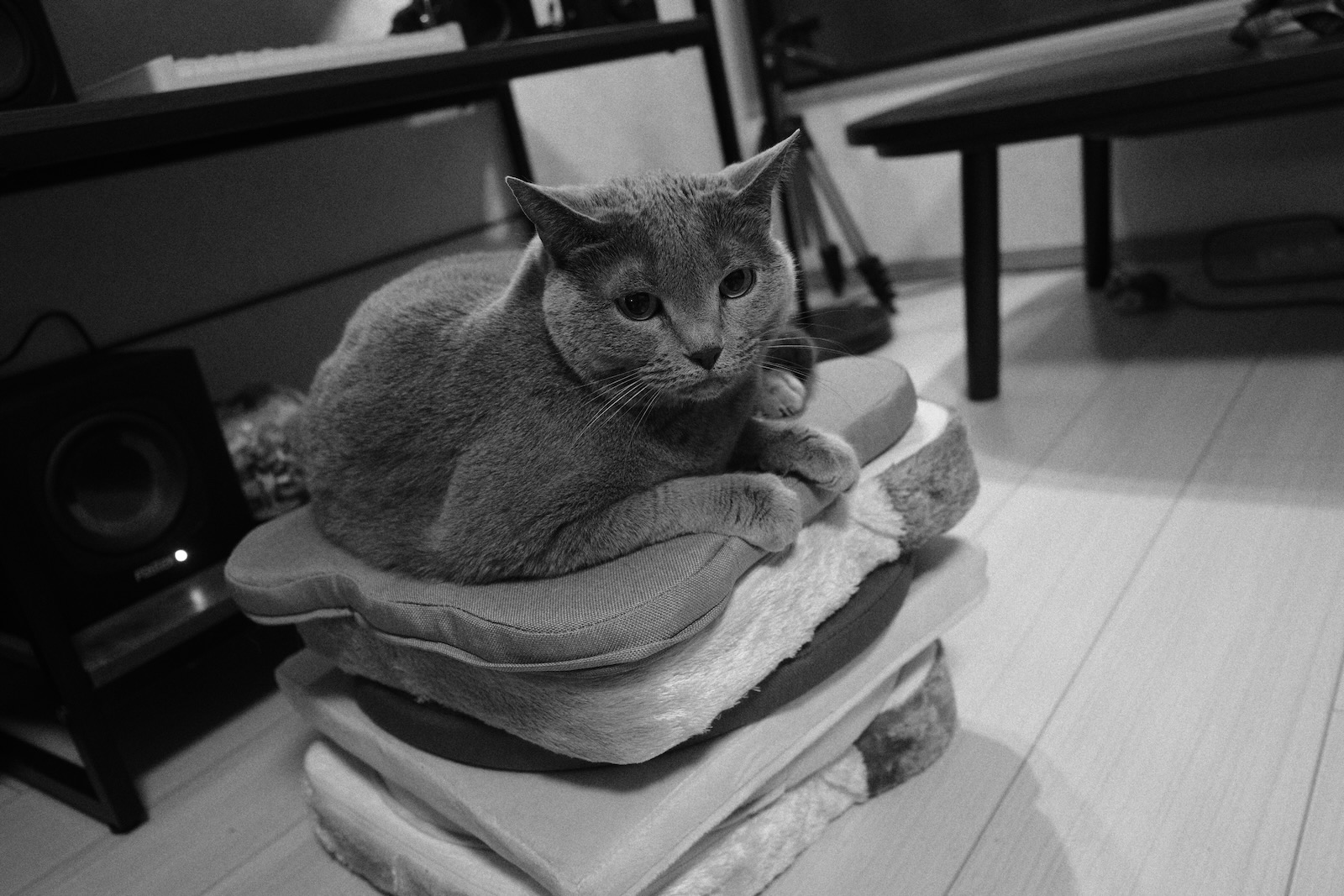 梅ちゃん