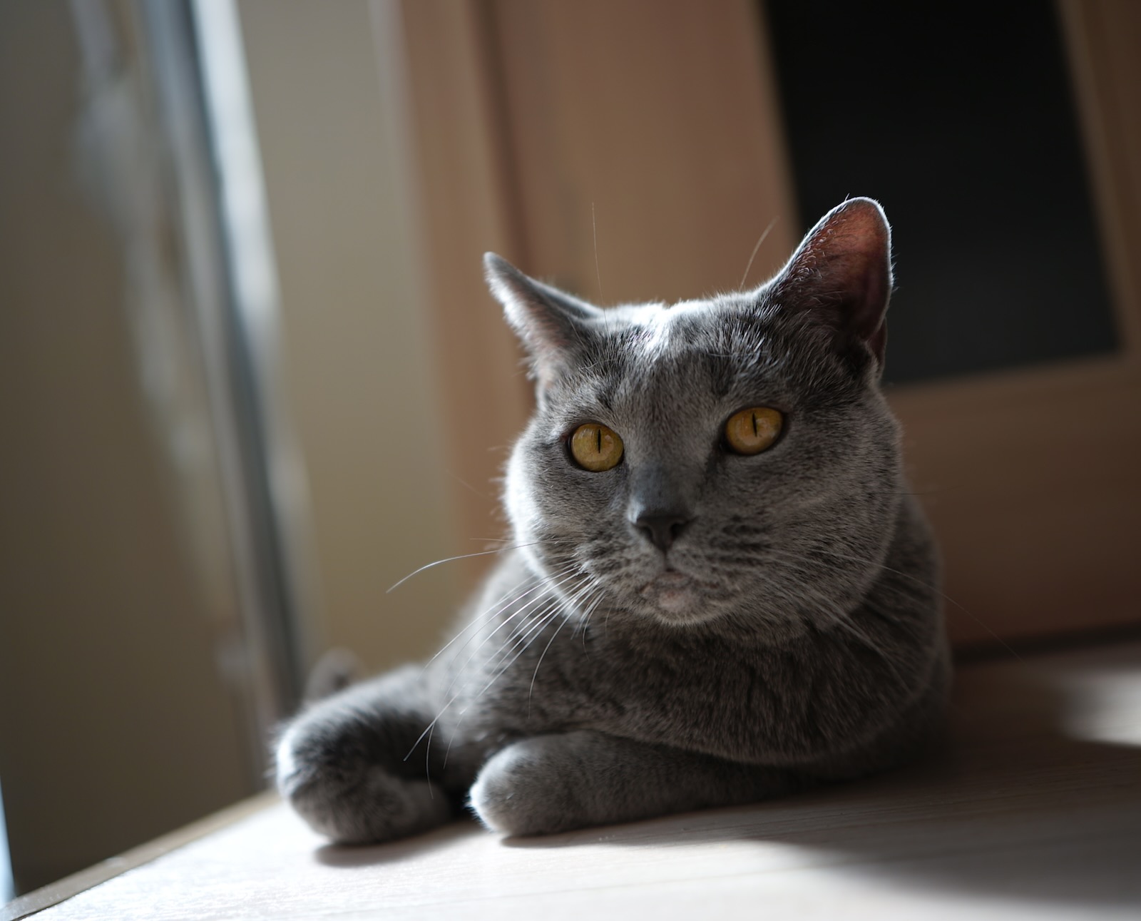 速写
