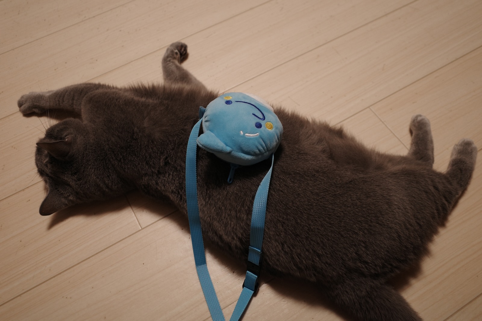 梅ちゃん