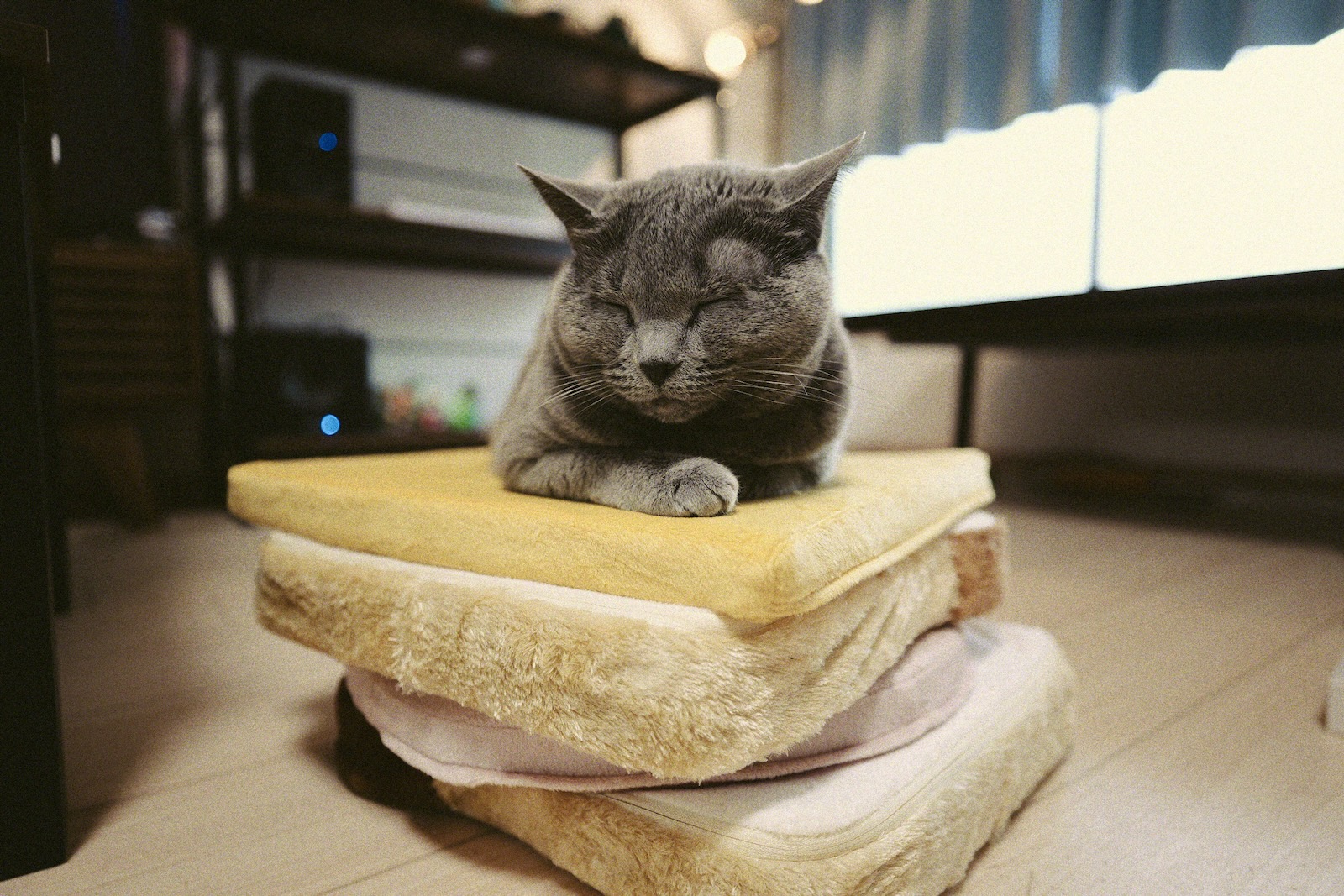 梅ちゃん