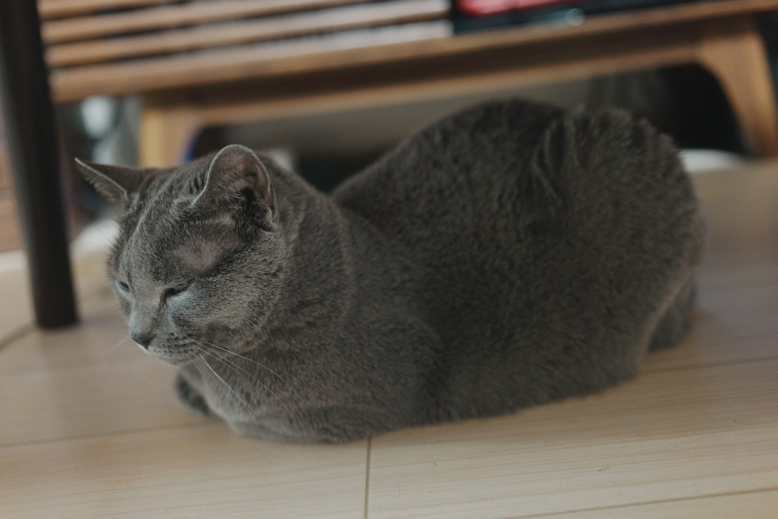 速写