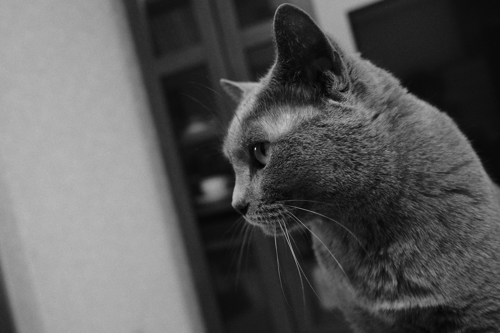 速写