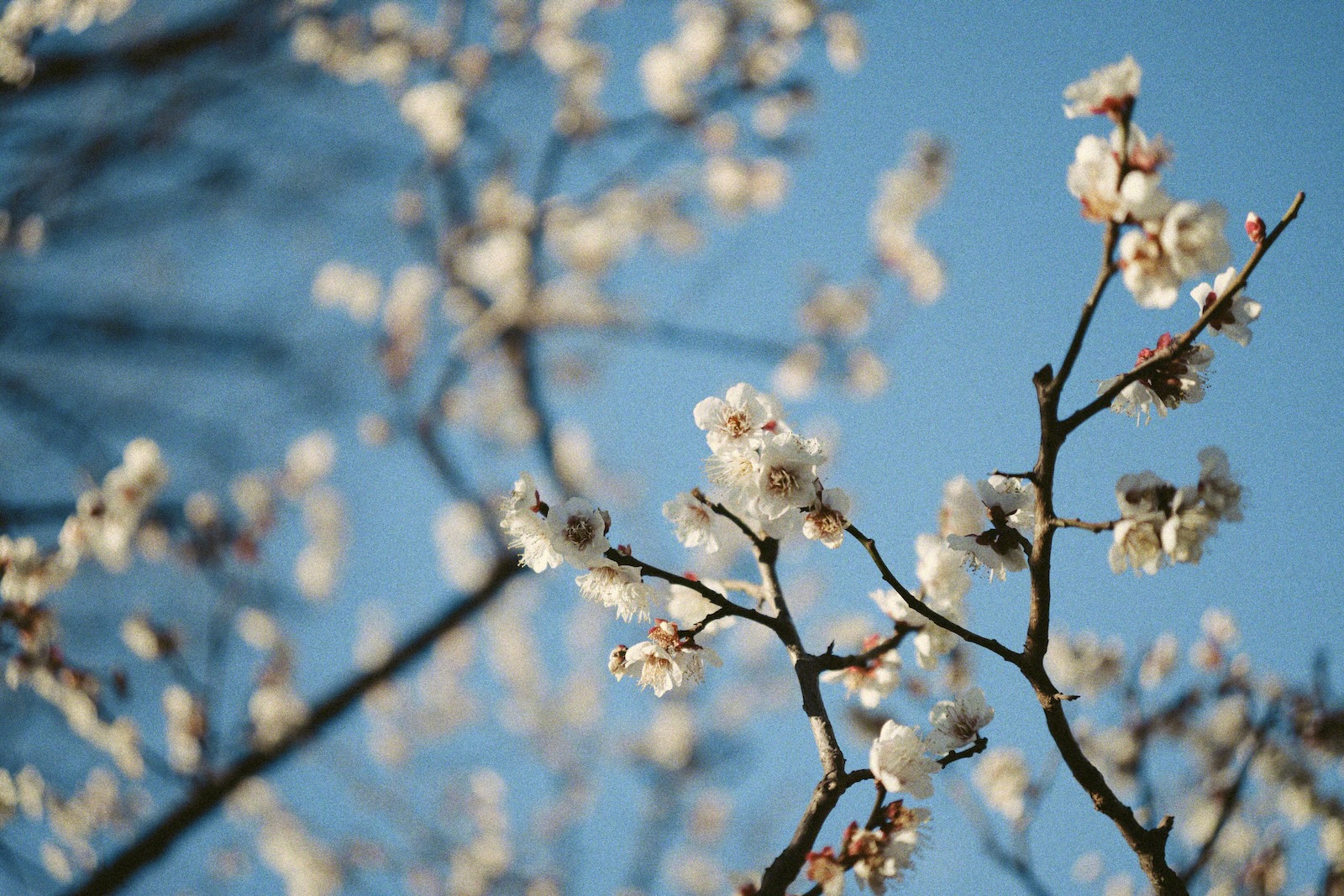 浅草