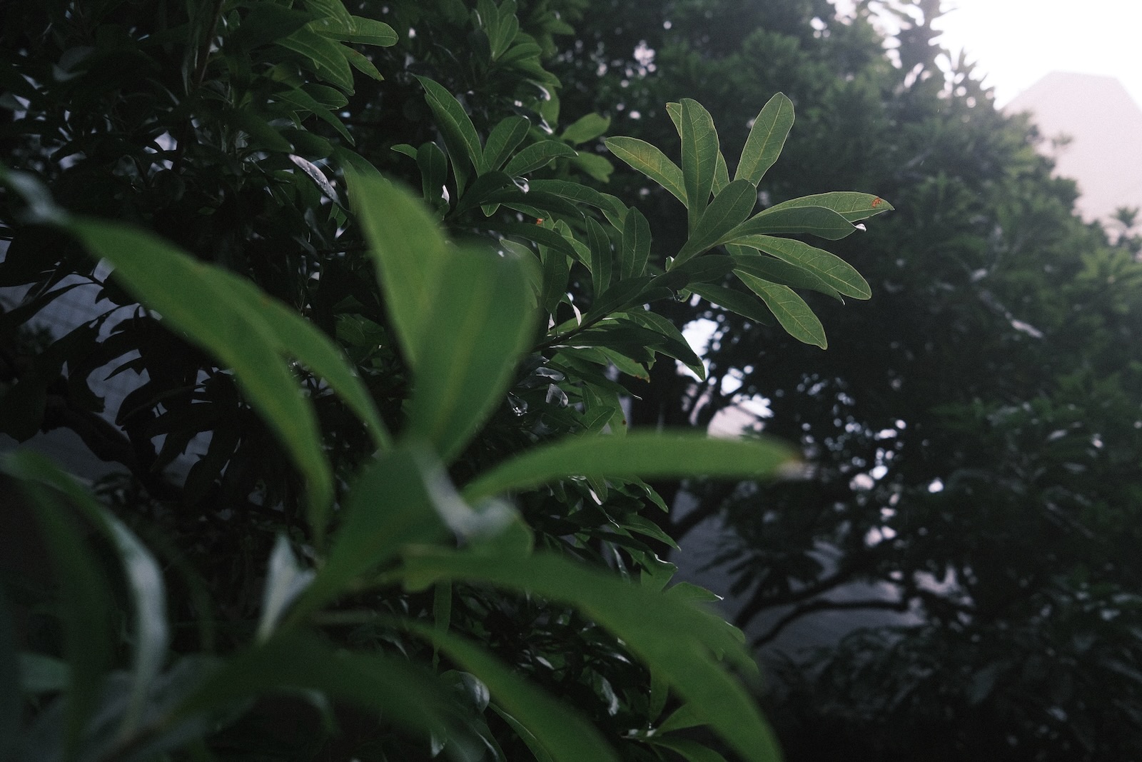 雨