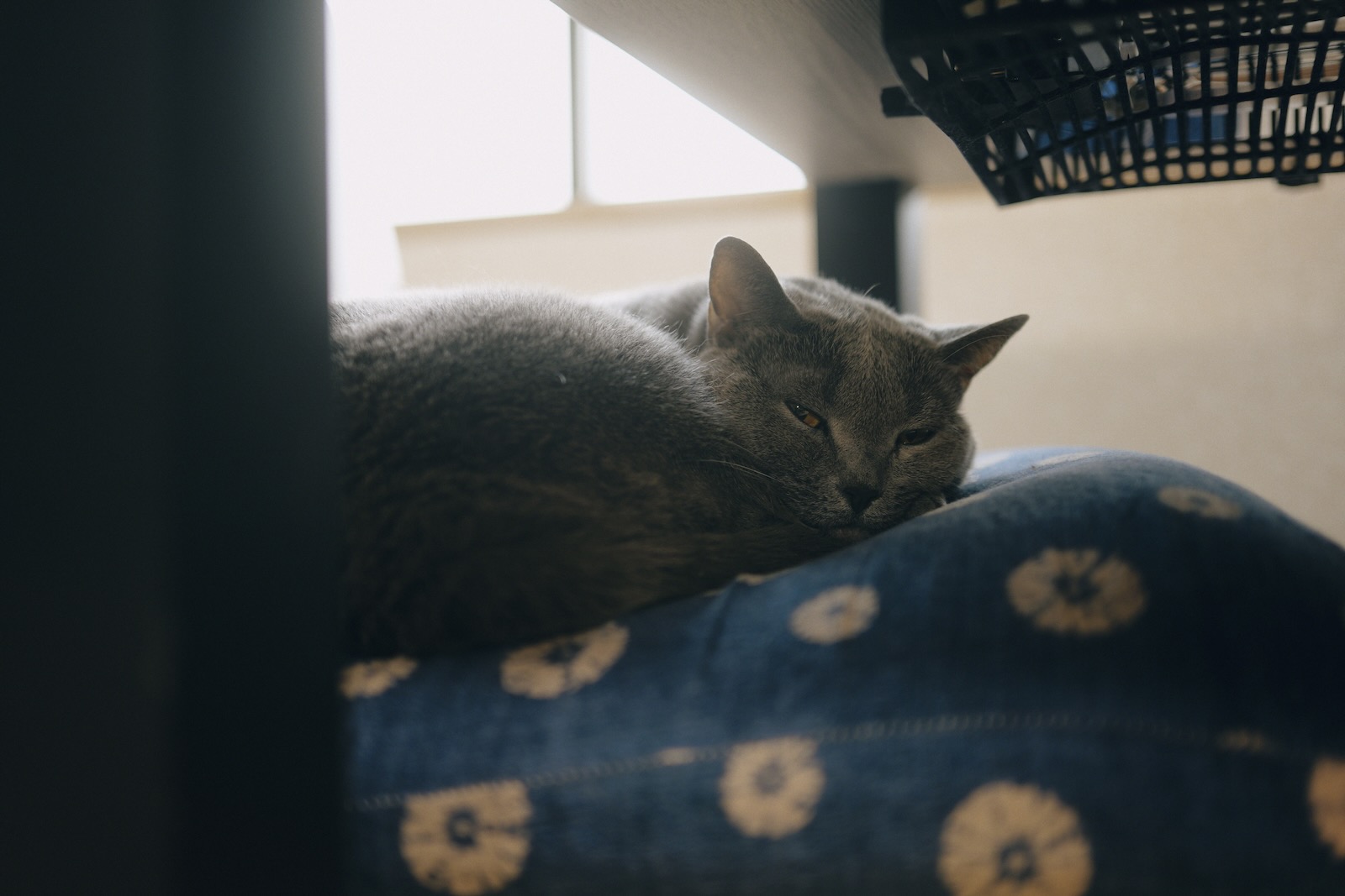 速写