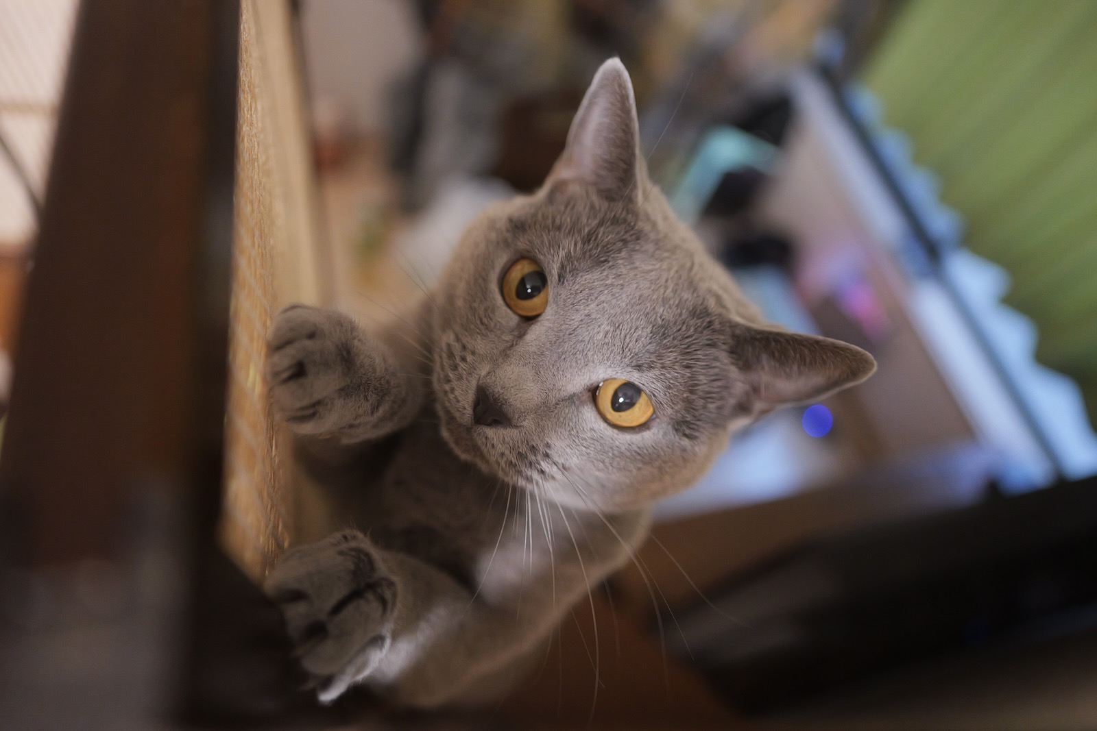 梅ちゃん