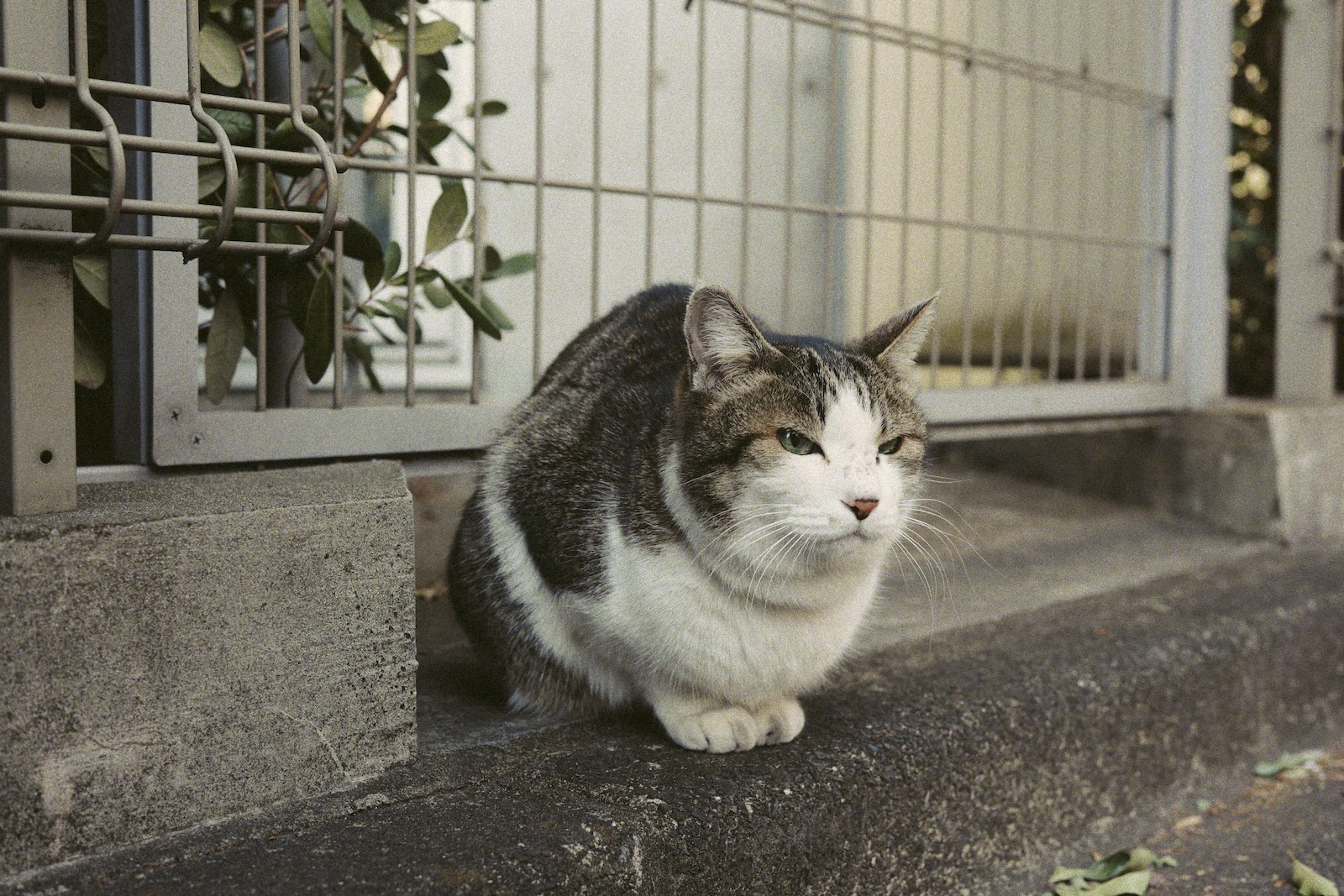 ねっこ