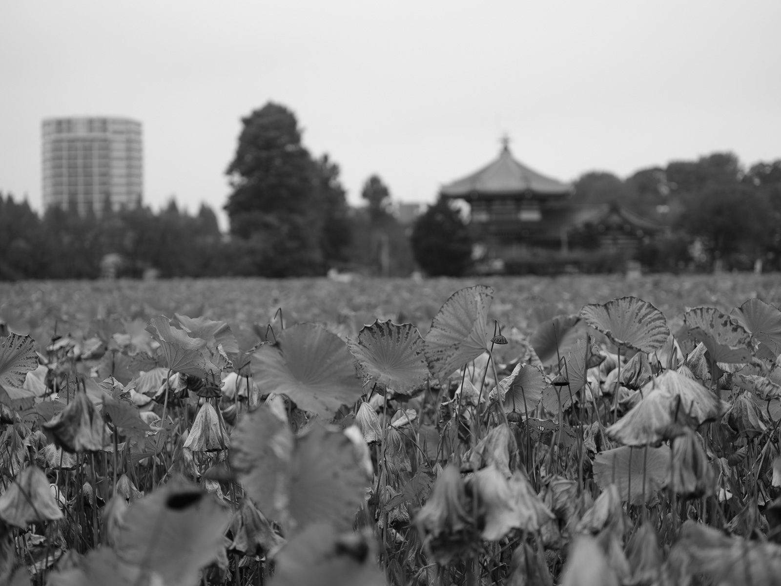 不忍池