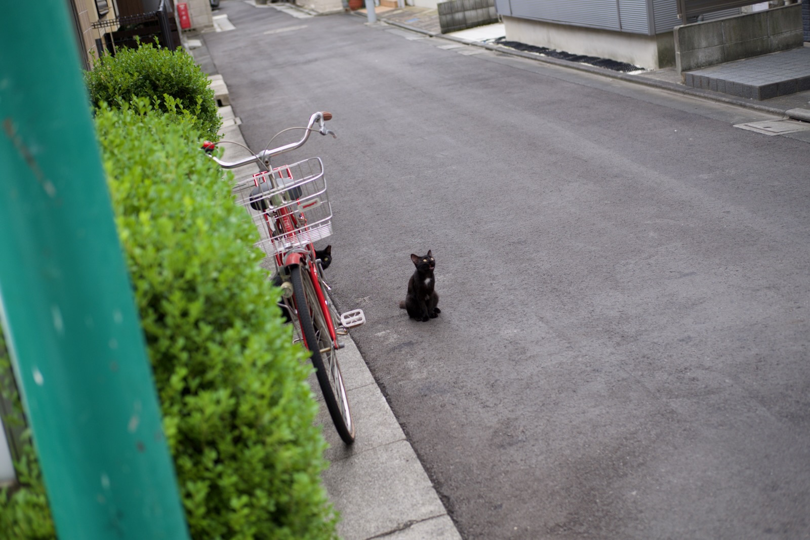 猫