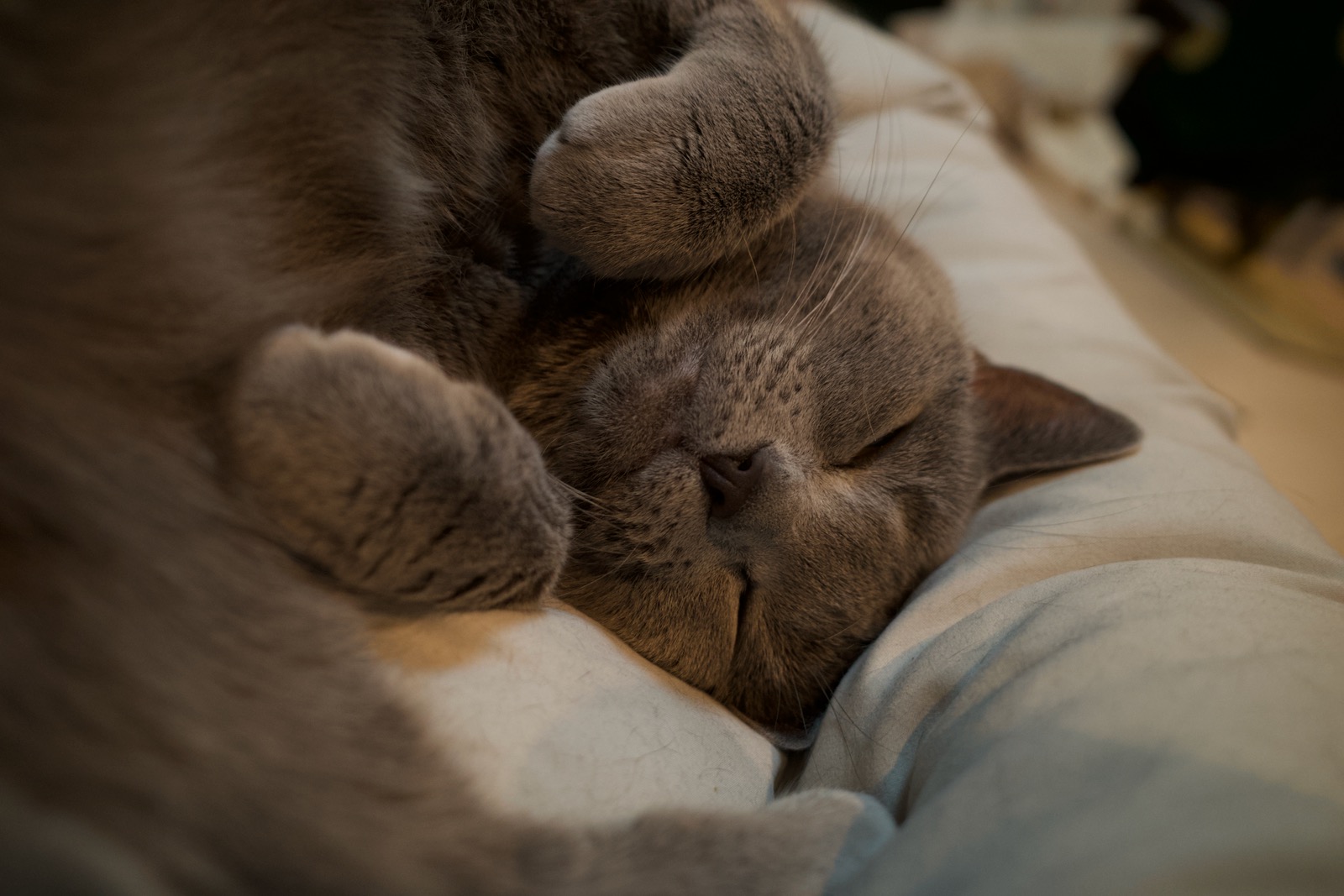 梅ちゃん（眠い