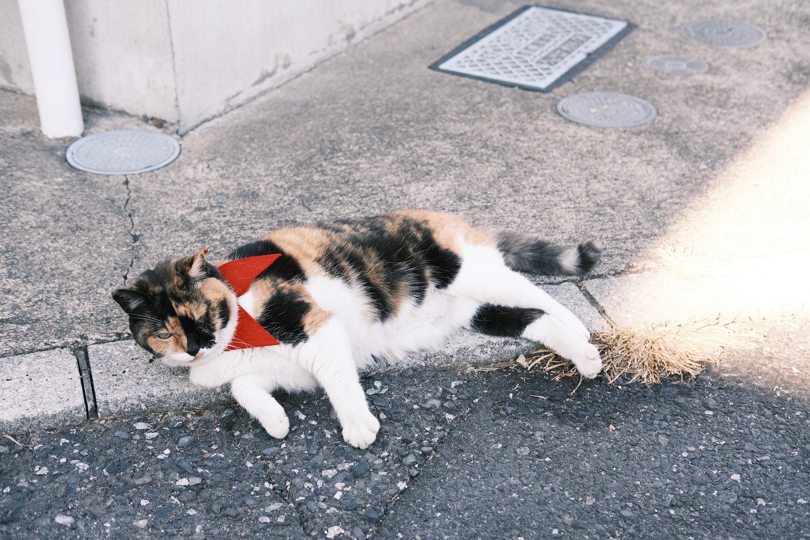 ねこ！