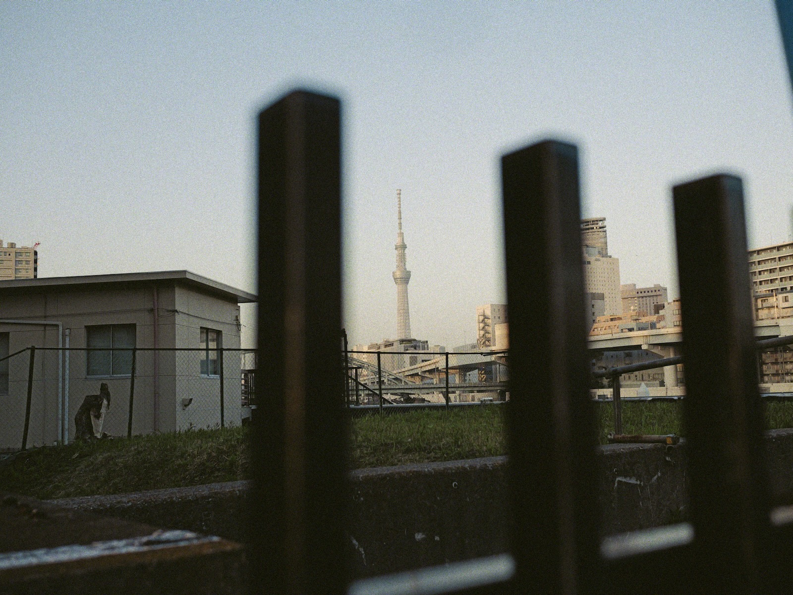 スカイツリー
