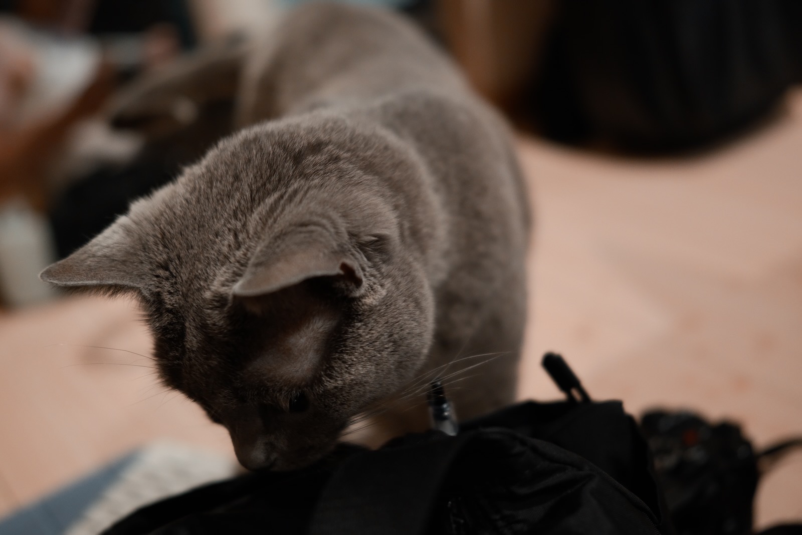 速写