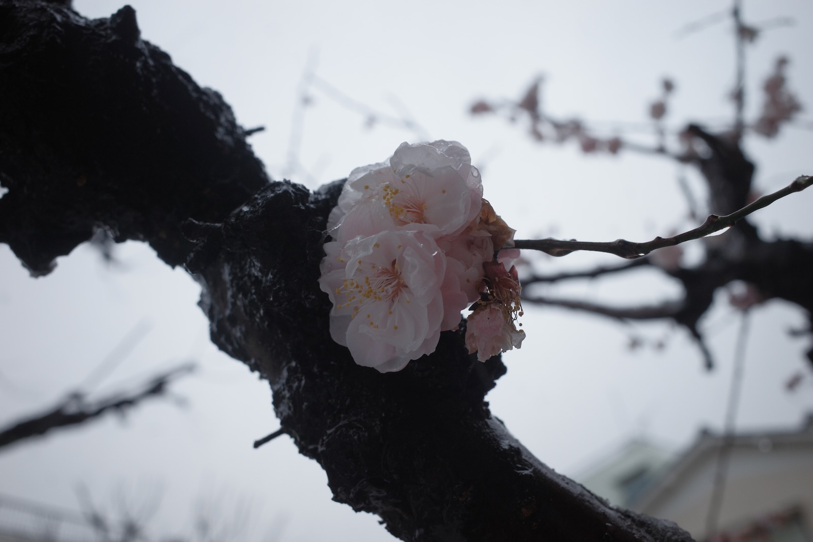 雪