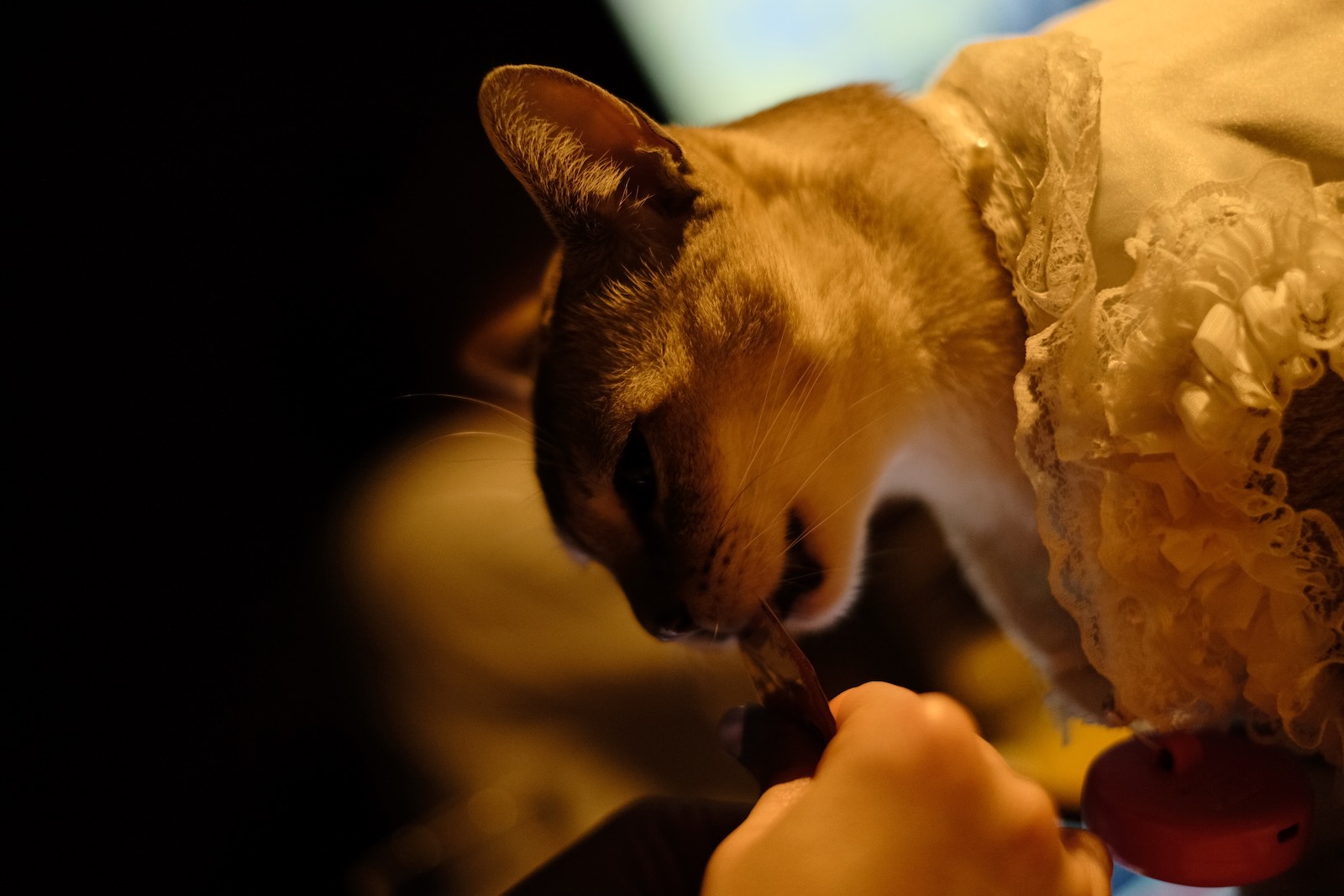 猫！