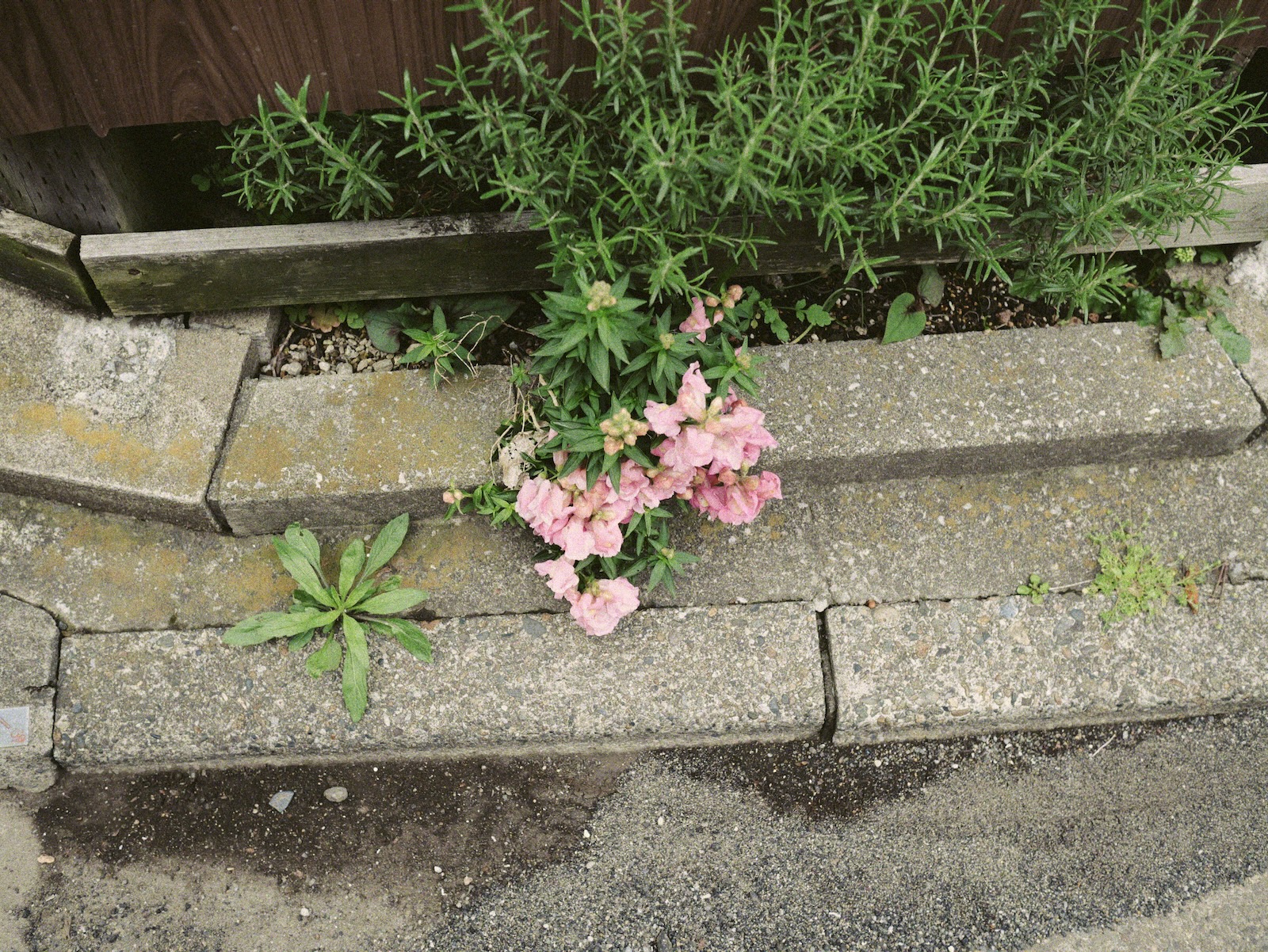 散歩