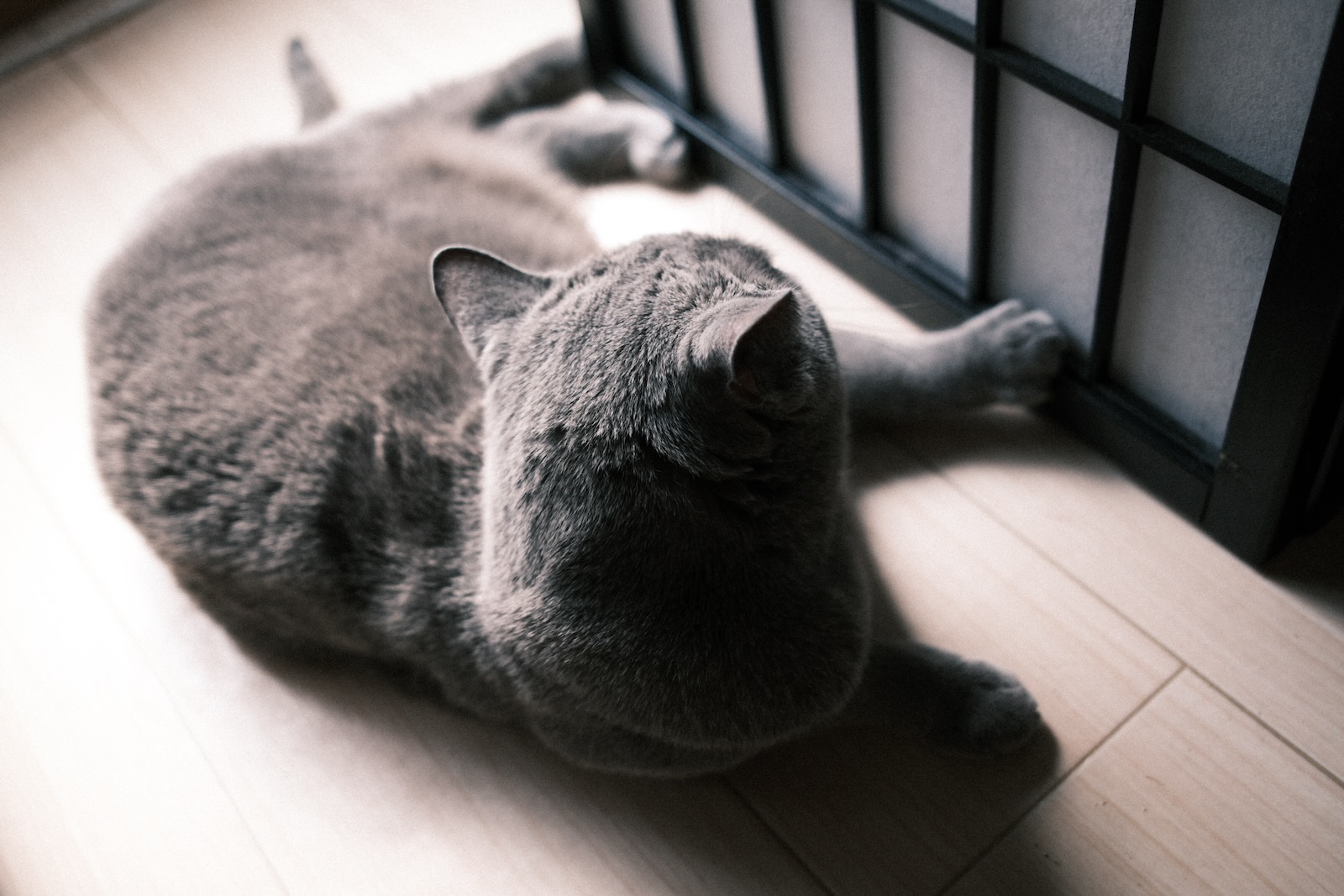 梅ちゃん