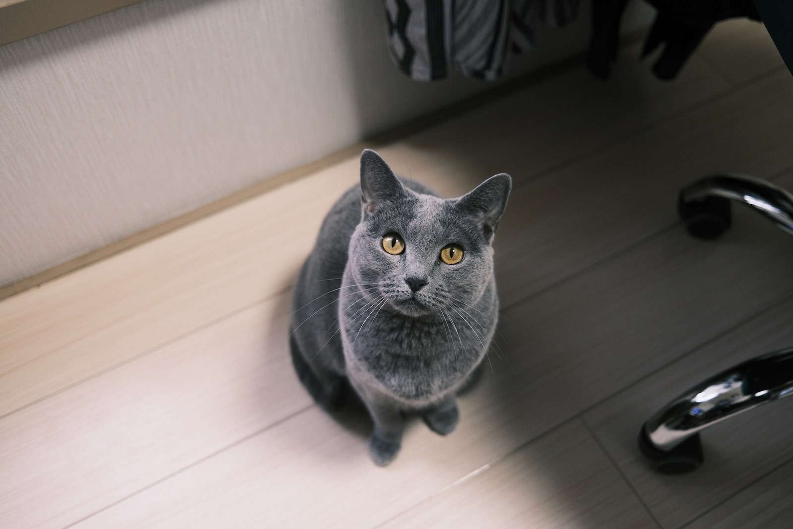 梅ちゃん