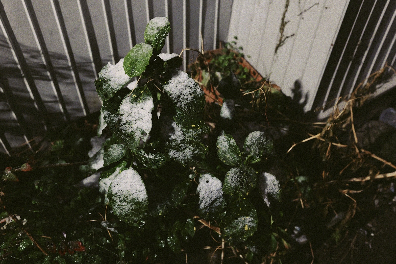 雪？！？