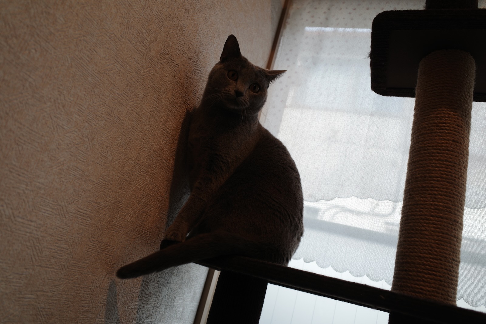 梅ちゃん
