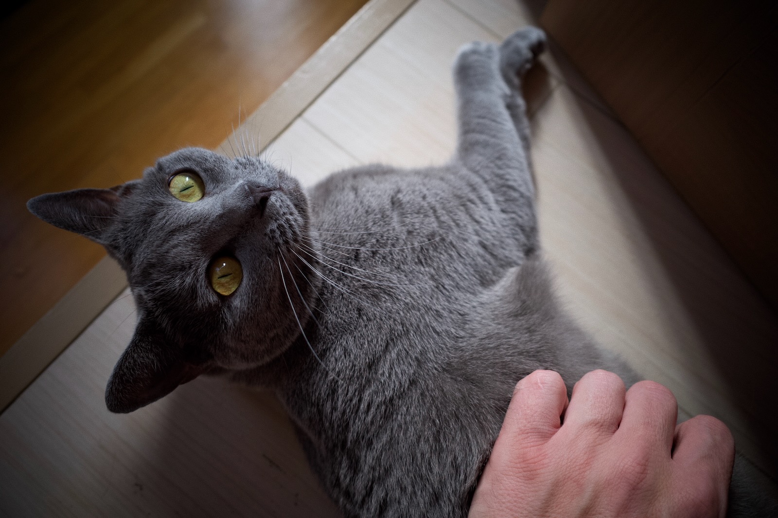 梅ちゃん