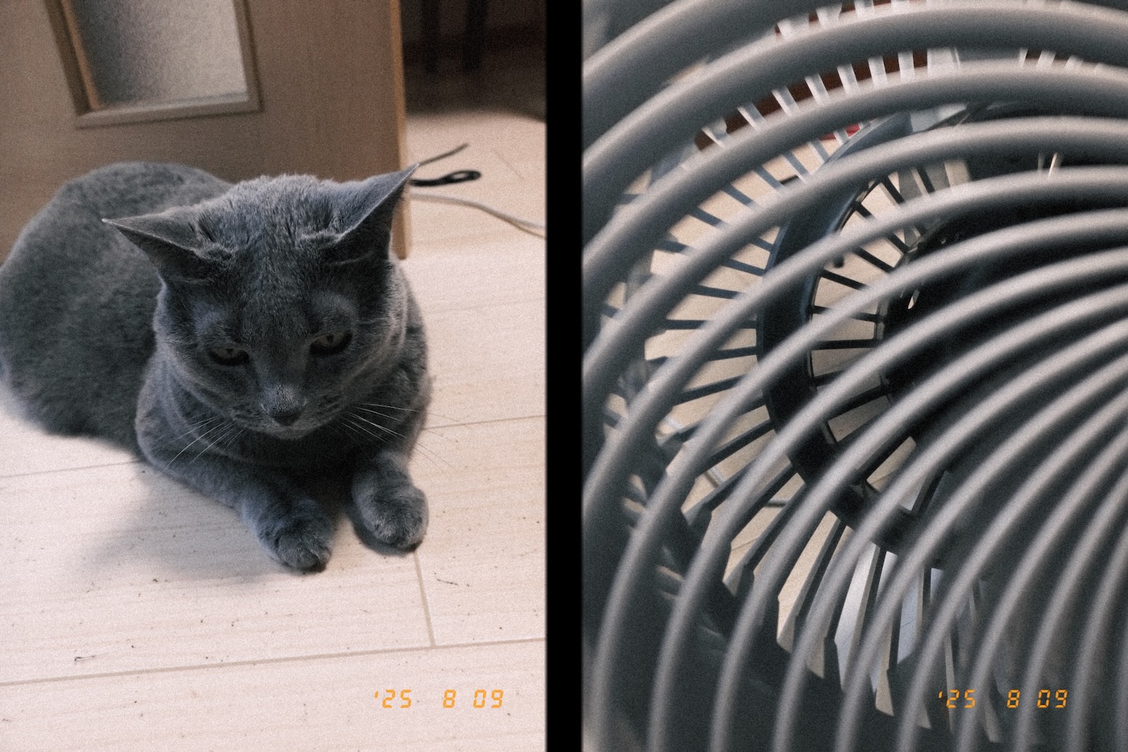 梅ちゃん