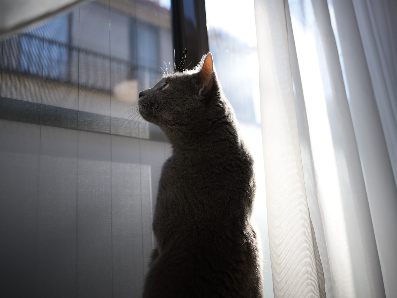梅ちゃん