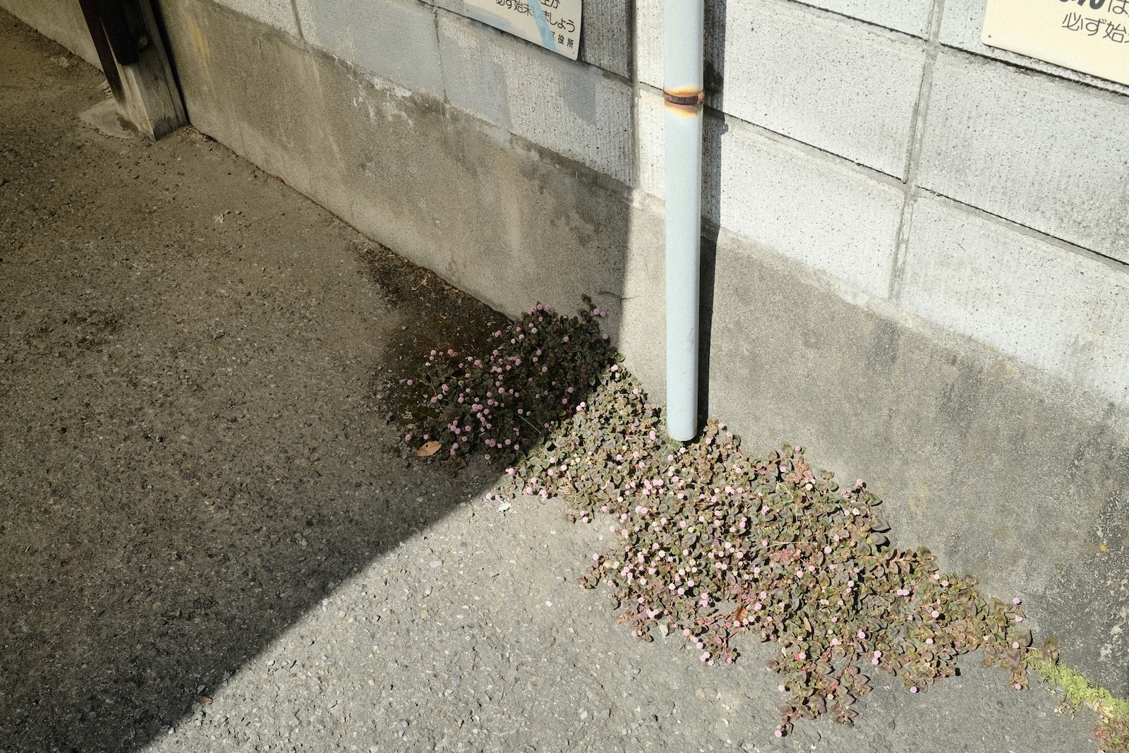 スナップ