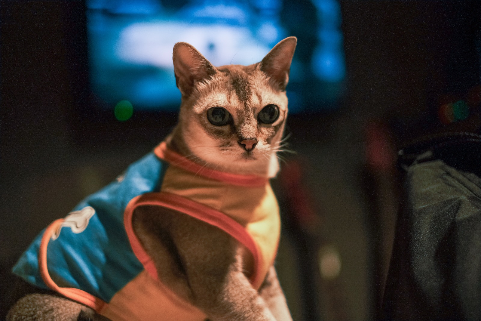 猫！