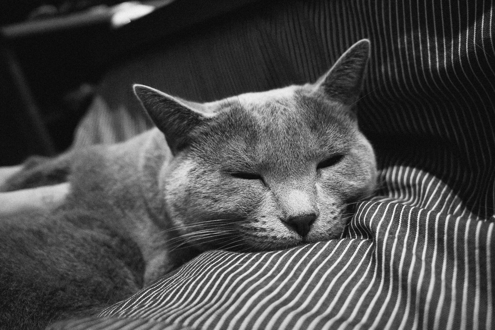寝てる猫