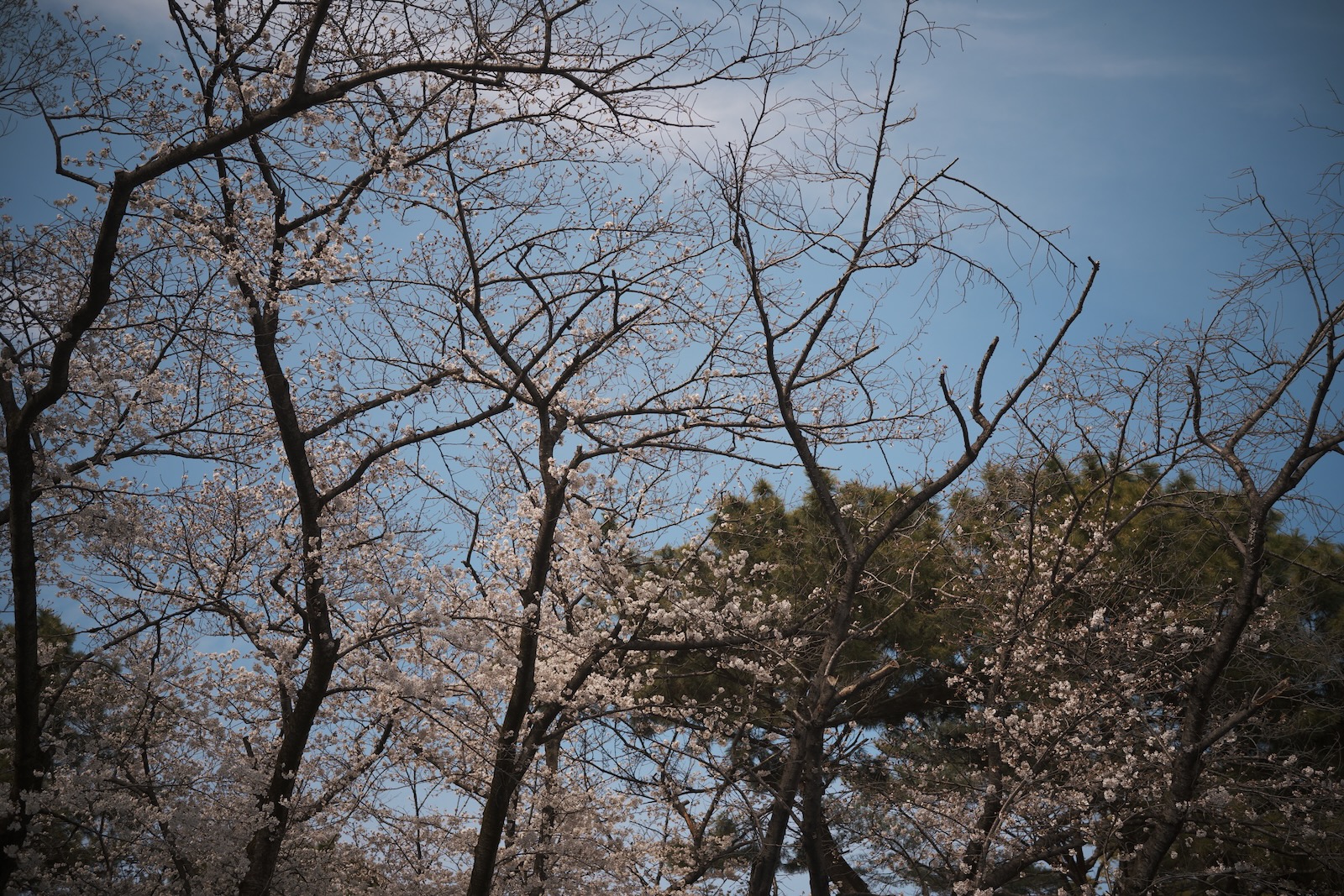 花見