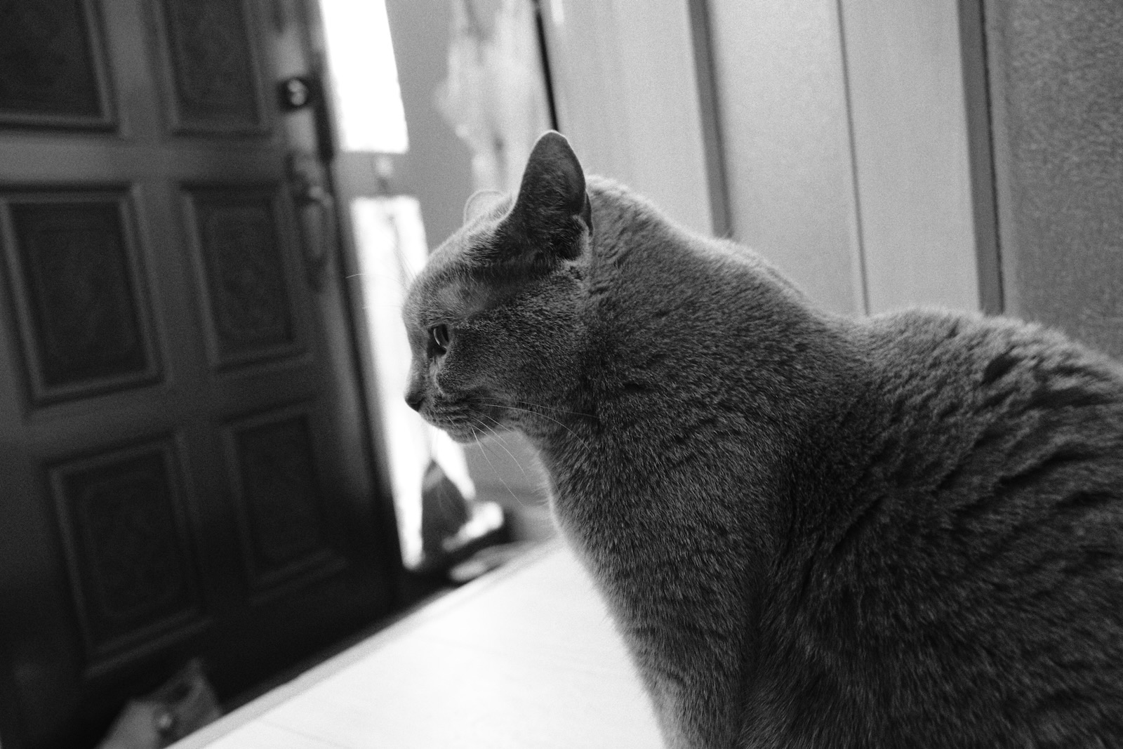 速写