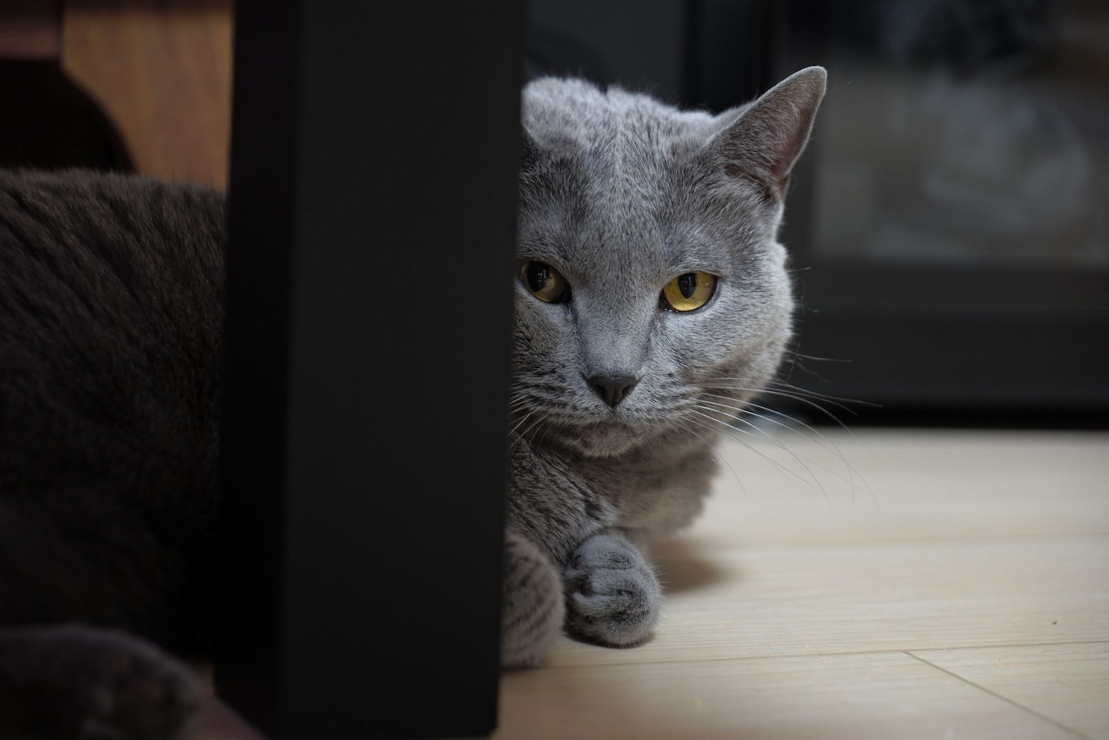 速写