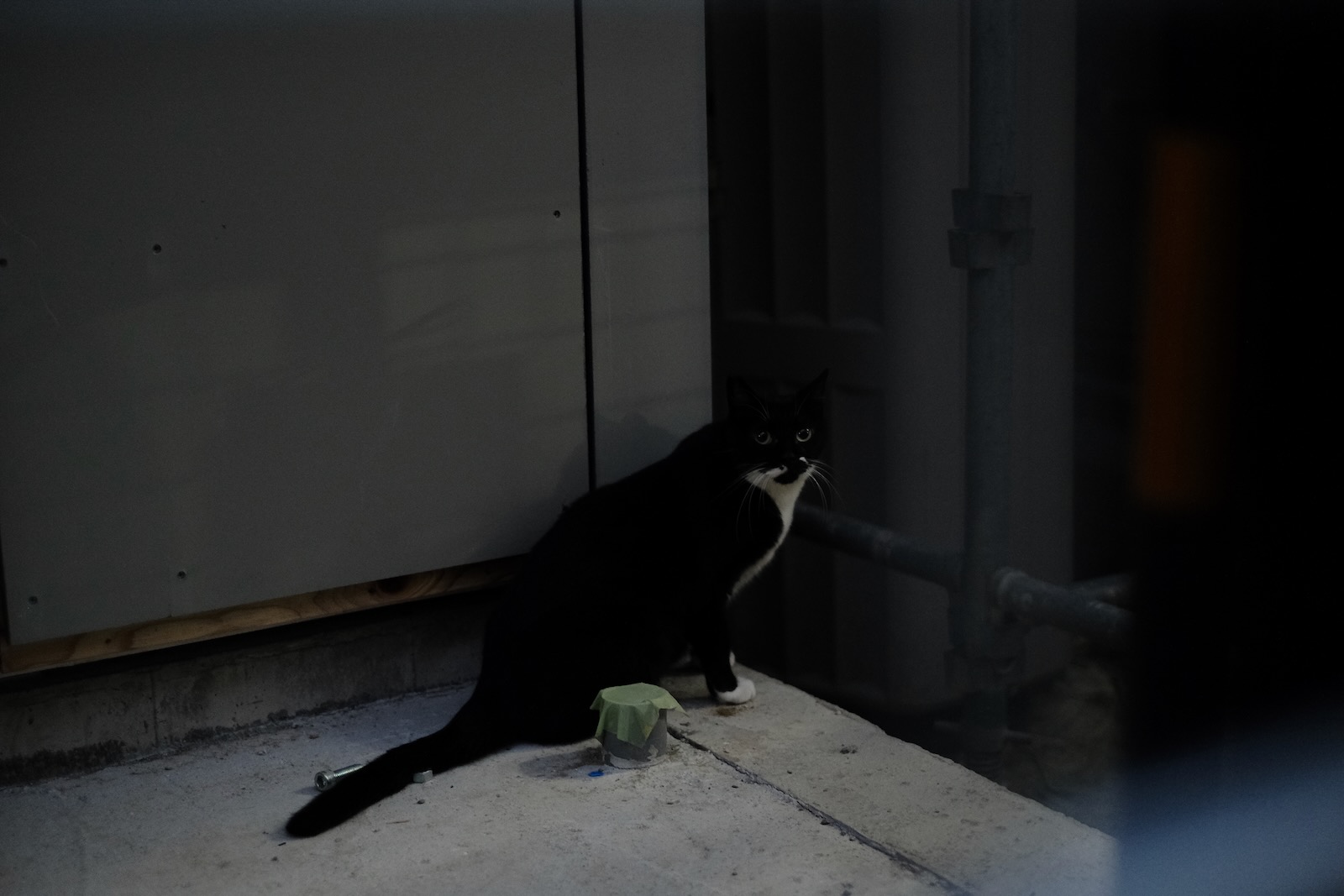 猫！