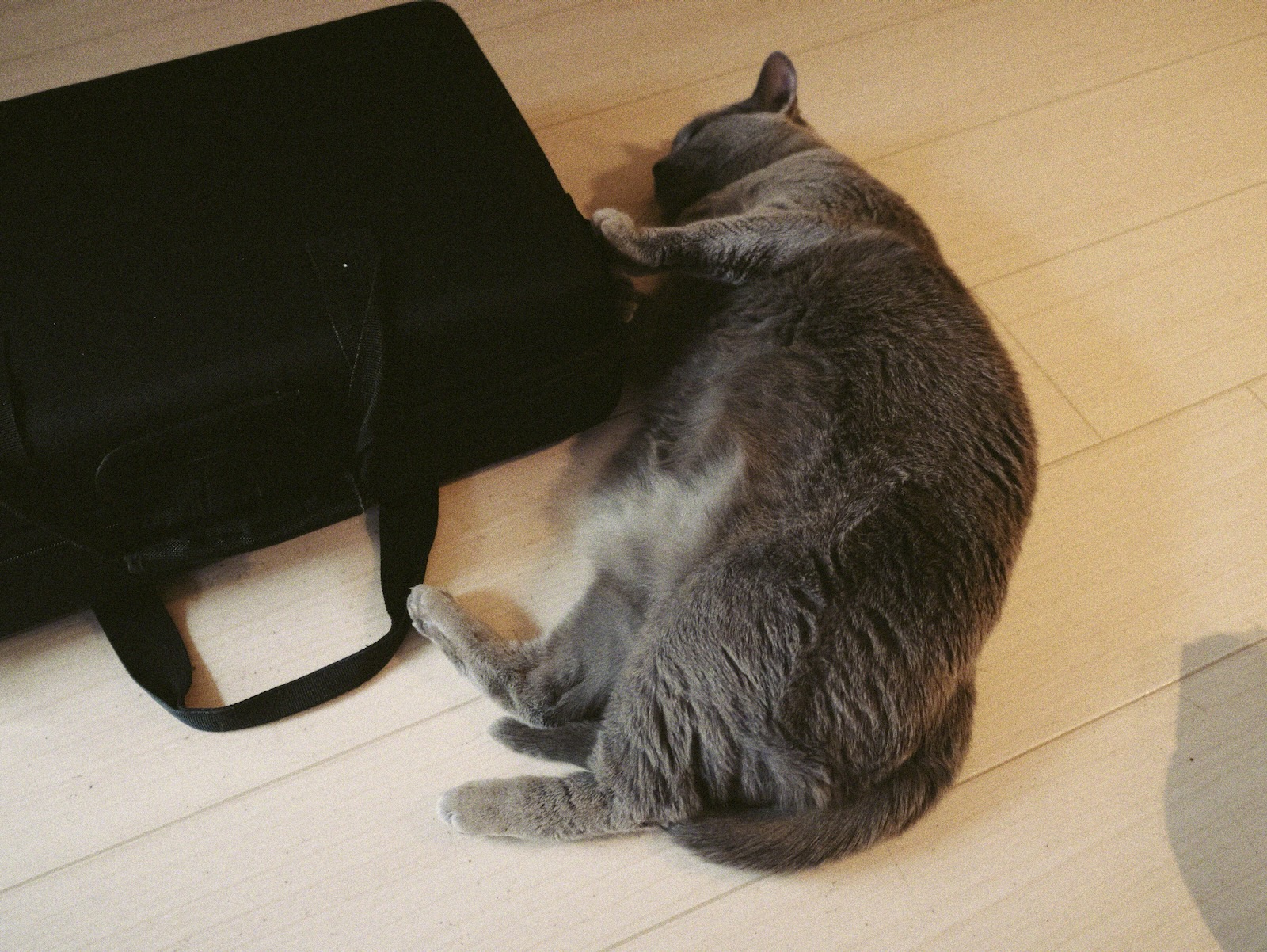 梅ちゃん
